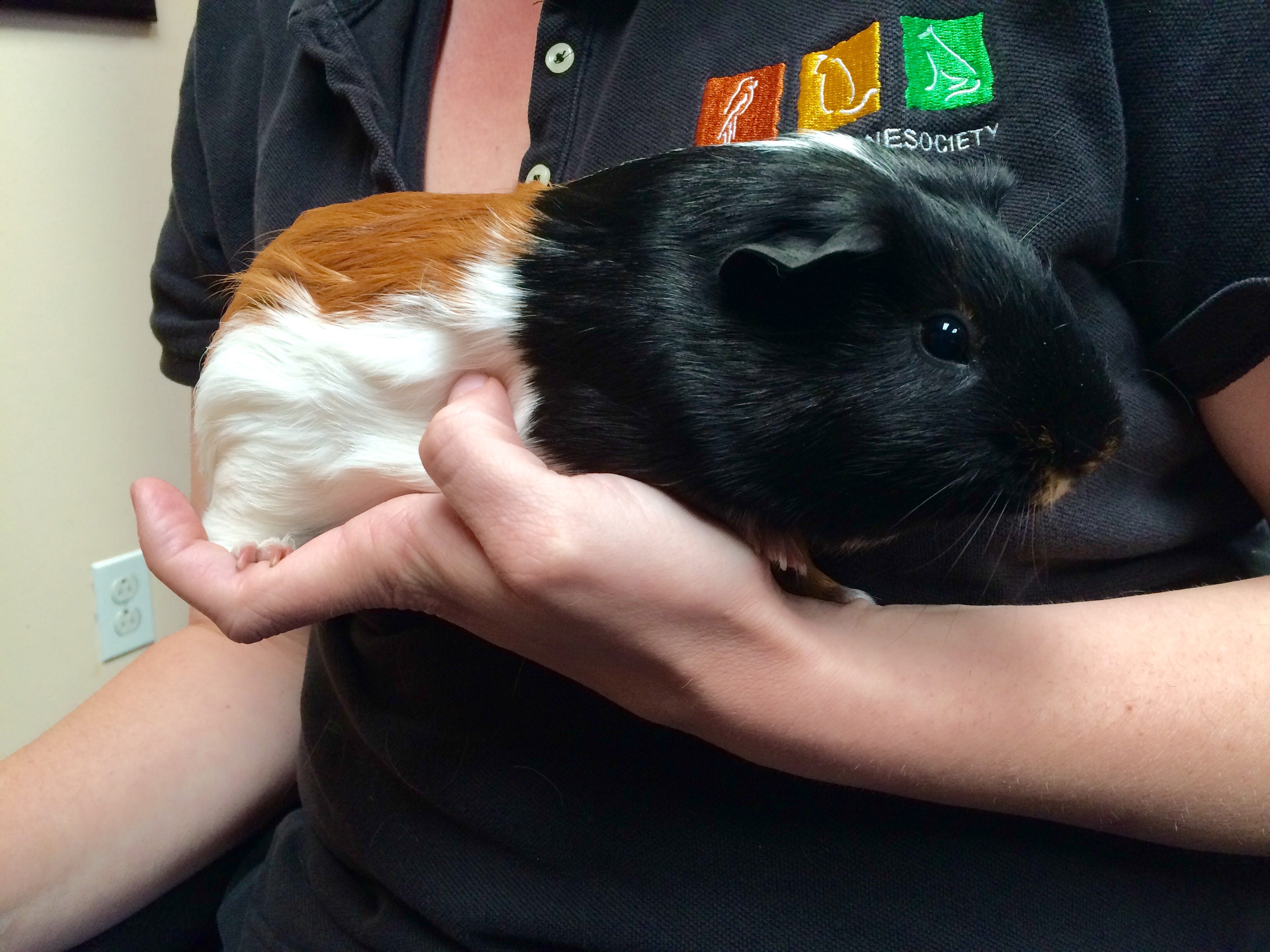 5 month old guinea pig